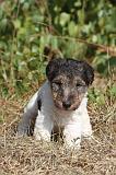 FOX TERRIER 061